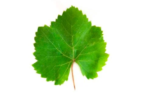 Grape leaf Stock Photos