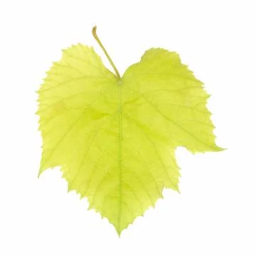 Grape leaf 스톡 사진