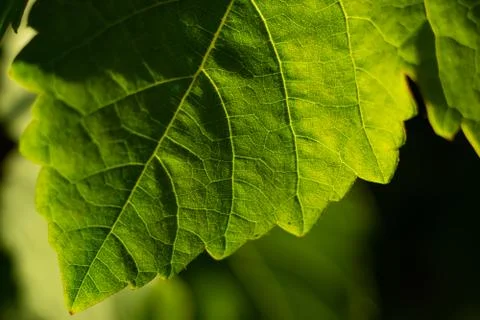 Grape leaf Stock Photos