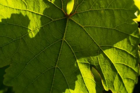 Grape leaf Stock Photos