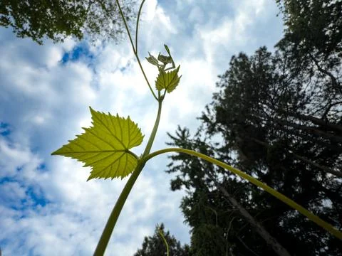 Grape leaf Stock Photos