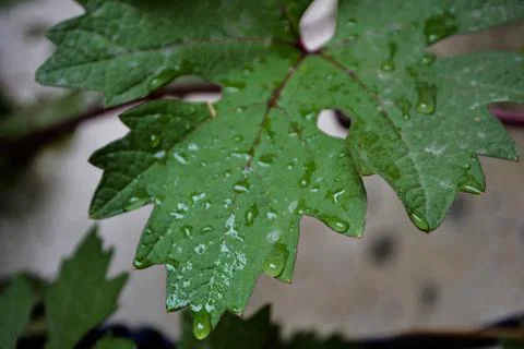 Grape leaf picture Foto stock