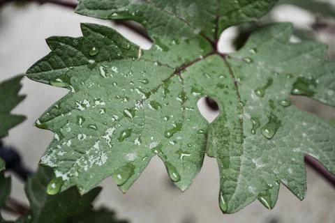 Grape leaf picture Foto stock