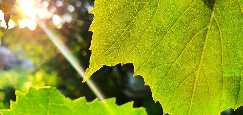 Grape leaf in the rays of the bright summer sun Stock Photos
