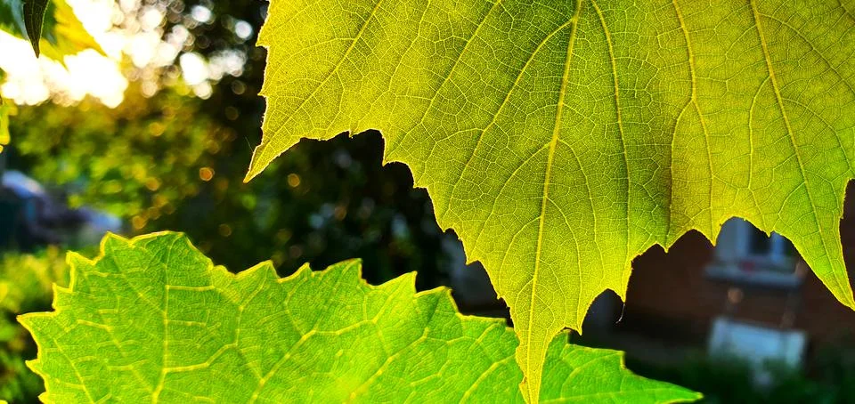 Grape leaf in the rays of the bright sun close-up Stock Photos