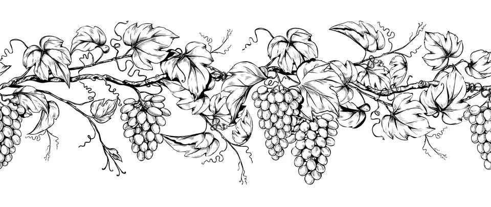 Grape leaf, seamless border. Wine garland pattern. Realistic divider with Illustrazione stock