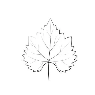 Grape leaf silhouette isolated vector art 库存插图
