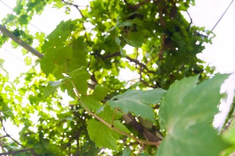 Grape  leaf in soft light Stock Photos