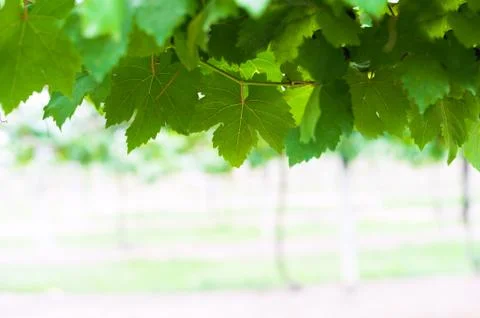 Grape  leaf in soft light Stock Photos