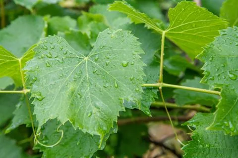 Grape leaf surface with water drops in the garden. Stock Photos