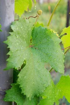 Grape leaf surface with water drops in the garden. Stock Photos