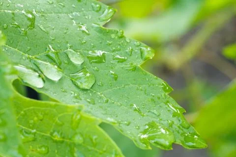 Grape leaf surface with water drops in the garden. Stock Photos