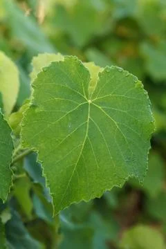 Grape leaf surface with water drops in the garden. Stock Photos