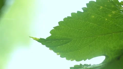 Grape leaf sways in raindrops, blurred background, vertical video Stock Footage 146775670