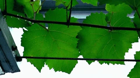 Grape leaf texture Stock Footage 331421980