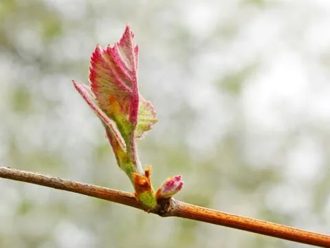 Grape leaf on the vine sprouting in springtime Stock Photos
