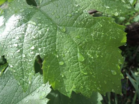 Grape leaf with water droplets Stock Photos