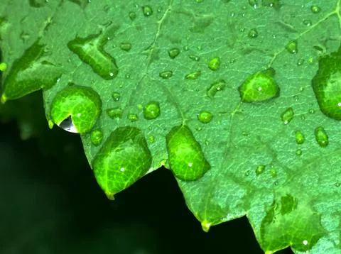 Grape leaf with water drops Stock Photos
