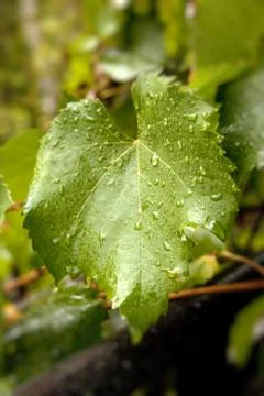 Grape leaf with water drops Stock Photos