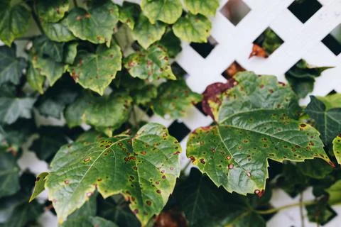 Grape leafs diseases. Angular reddish brown spots with shot-hole centers on Stock Photos