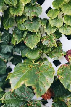 Grape leafs diseases. Angular reddish brown spots with shot-hole centers on Stock Photos