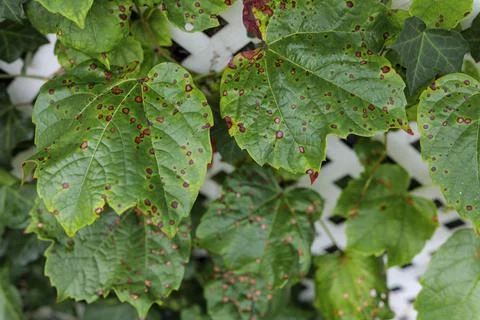 Grape leafs diseases. Angular reddish brown spots with shot-hole centers on Stock Photos