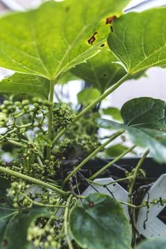 Grape leafs diseases. Angular reddish brown spots with shot-hole centers on Stock Photos