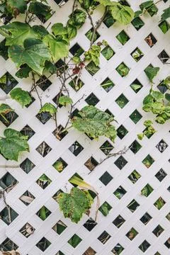 Grape leafs diseases. Angular reddish brown spots with shot-hole centers on Stock Photos