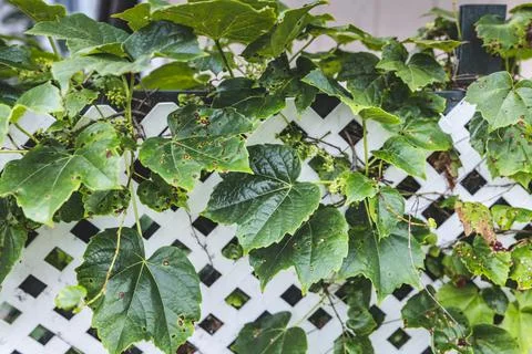 Grape leafs diseases. Angular reddish brown spots with shot-hole centers on Stock Photos