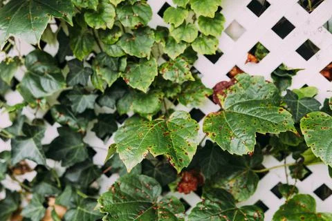 Grape leafs diseases. Angular reddish brown spots with shot-hole centers on Stock Photos