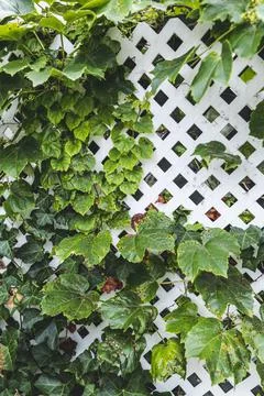 Grape leafs diseases. Angular reddish brown spots with shot-hole centers on Stock Photos