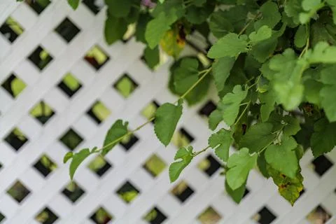 Grape leafs diseases. Angular reddish brown spots with shot-hole centers on Stock Photos