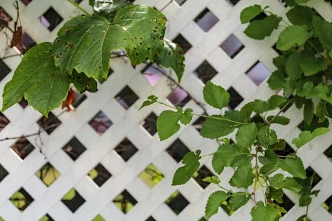 Grape leafs diseases. Angular reddish brown spots with shot-hole centers on Stock Photos