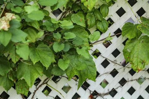 Grape leafs diseases. Angular reddish brown spots with shot-hole centers on Stock Photos