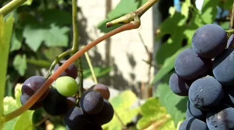 Grape leafs Stock Footage 8662699