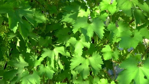 Grape leafs in green house Stock Footage 133092535