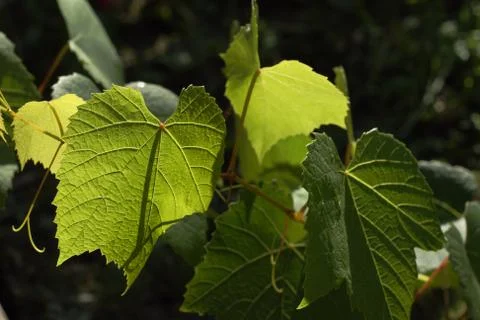 Grape Leafs Stock Photos