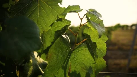 Grape leafs on the vineyard in the sunset Stock Footage 169134588