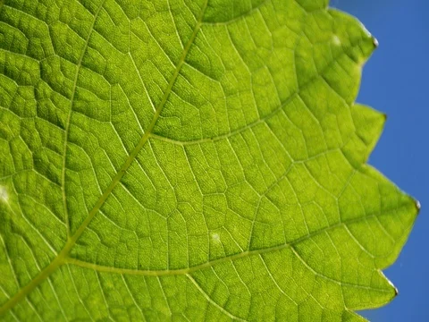 The grape leave illuminated by the sun Stock Footage 76488534