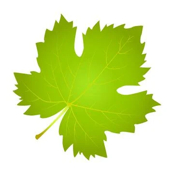 Grape leave on white background 4 Stock Photos