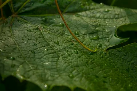 Grape leaves after rain in summer garden Stock Photos