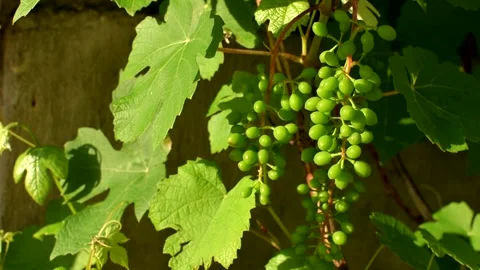 Grape leaves and branches with young green bunches of grapes Video stock 160434069