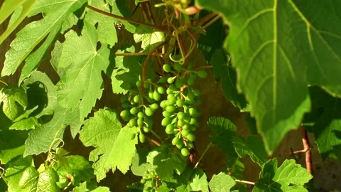 Grape leaves and branches with young green bunches of grapes Video stock 160434106