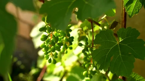 Grape leaves and branches with young green bunches of grapes Video stock 160434130