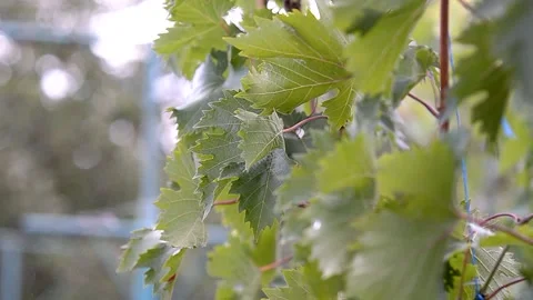 Grape leaves and sun. Spring in the vineyards. Stock Footage 223210604