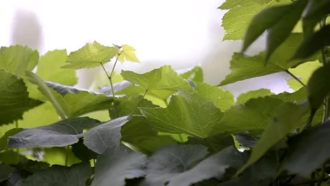 Grape leaves and sun. Spring in the vineyards. Video stock 223210622