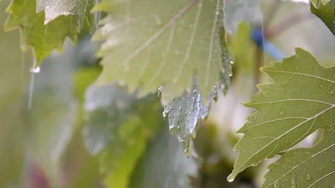 Grape leaves and sun. Spring in the vineyards. Video stock 223210624