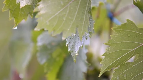 Grape leaves and sun. Spring in the vineyards. Video stock 223210628