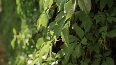 Grape leaves and vine. close up Stock Footage 125756953