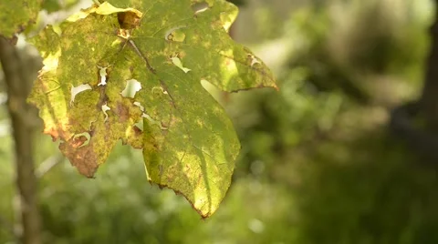 Grape leaves in autumn Stock Footage 42644794